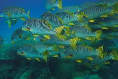 Jigsaw : Swarm of Fish on a Reef