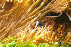 Jigsaw : Sea Anemone