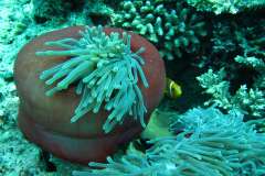 Jigsaw : Sea Anemone in Maldives