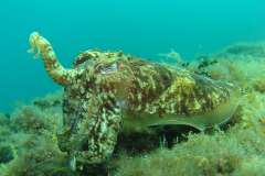 Jigsaw : Octopus Underwater