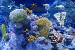 Jigsaw : Coral Reef