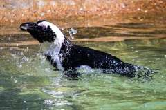 Jigsaw : Penguin In Water