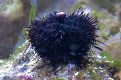 Jigsaw : Sea Urchin