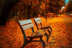 Jigsaw : Park Bench in Autumn
