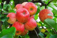 Jigsaw : Red Apples On A Tree