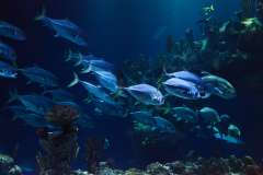 Jigsaw : Fish Deep Underwater