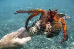 Jigsaw : Large Hermit Crab