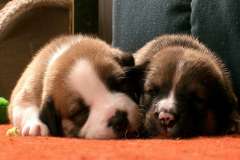 Jigsaw : Sleeping Puppies
