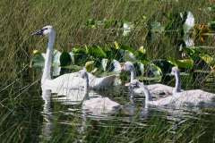 Jigsaw : Swans on Water