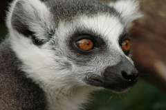 Jigsaw : Lemur